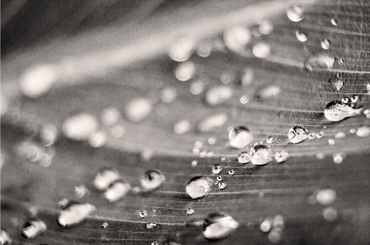 terminal diagnosis just rained on my parade